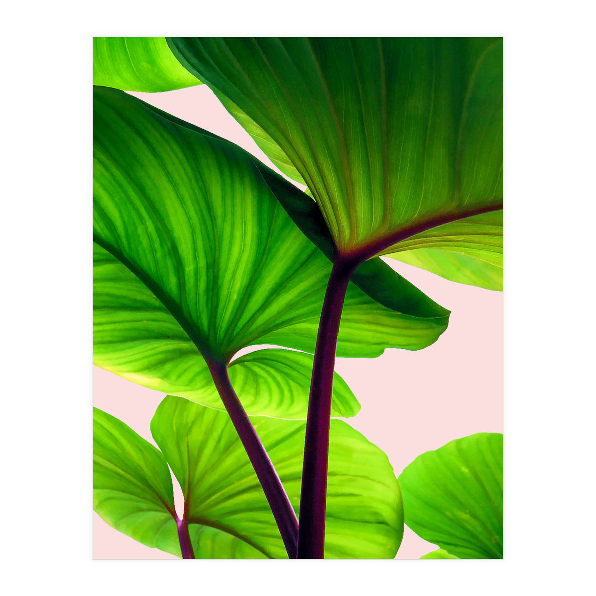 Charming Sequence (Print Only)