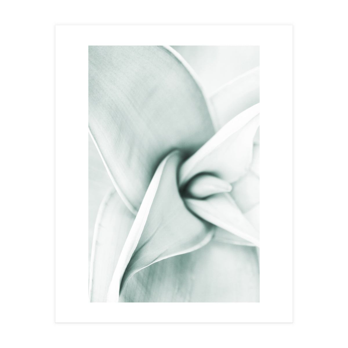 Agave (Print Only)