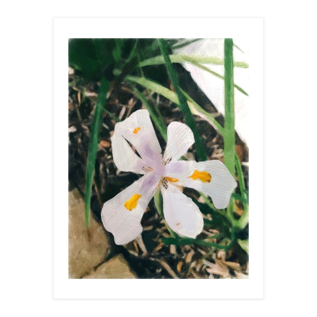 Lily (Print Only)