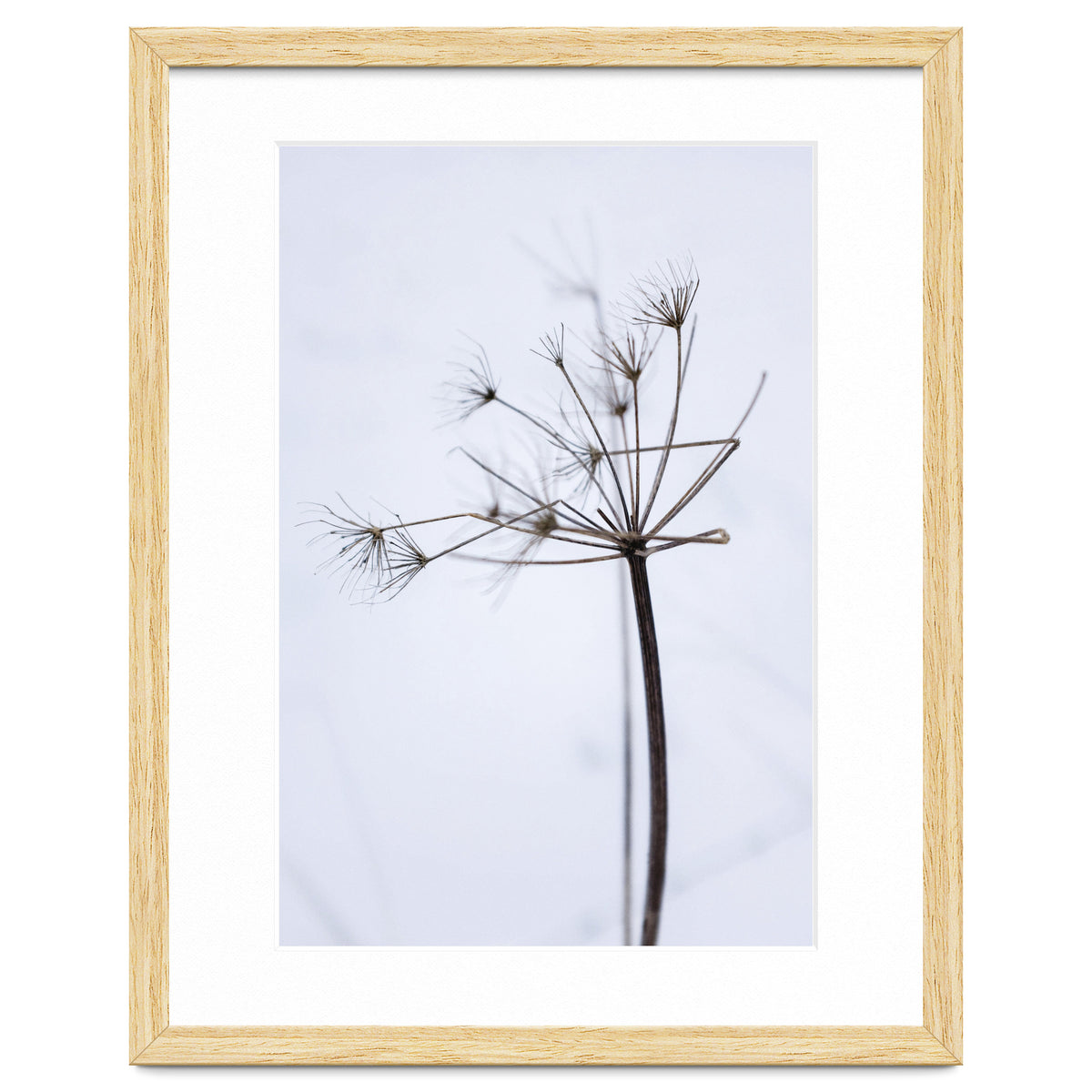 Wildflower in Winter