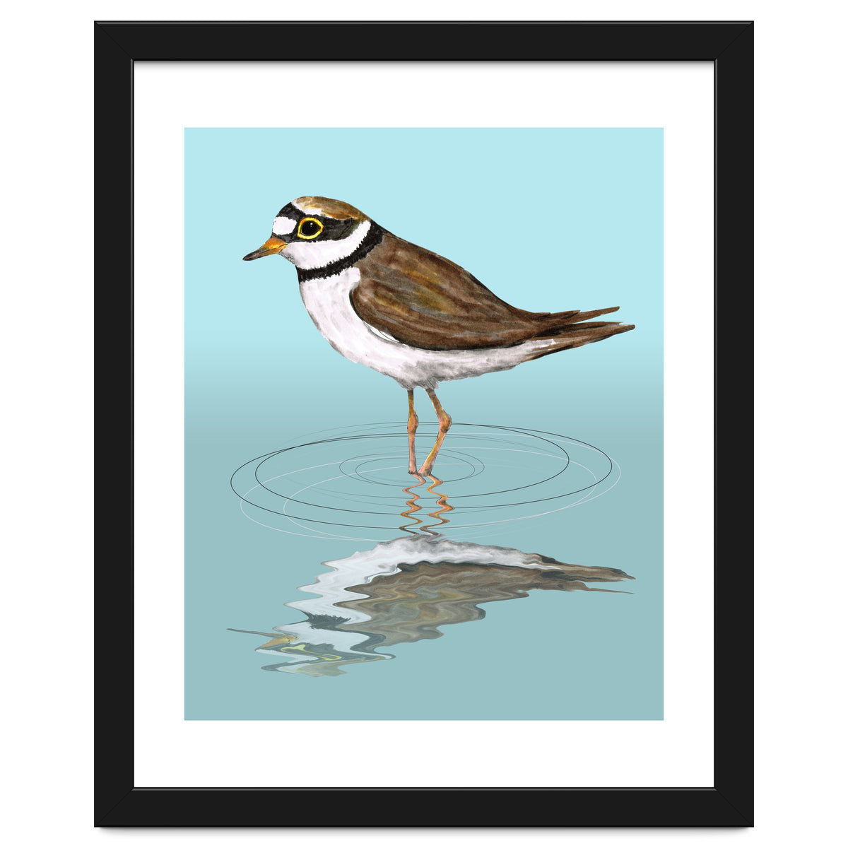 Little ringed  plover
