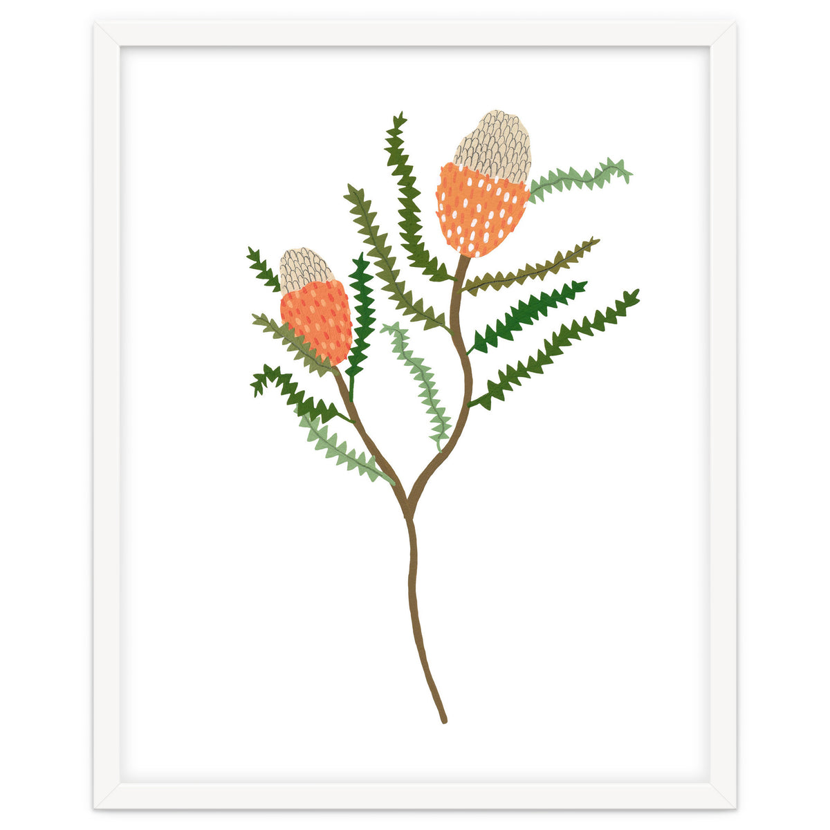 Banksia Flowers