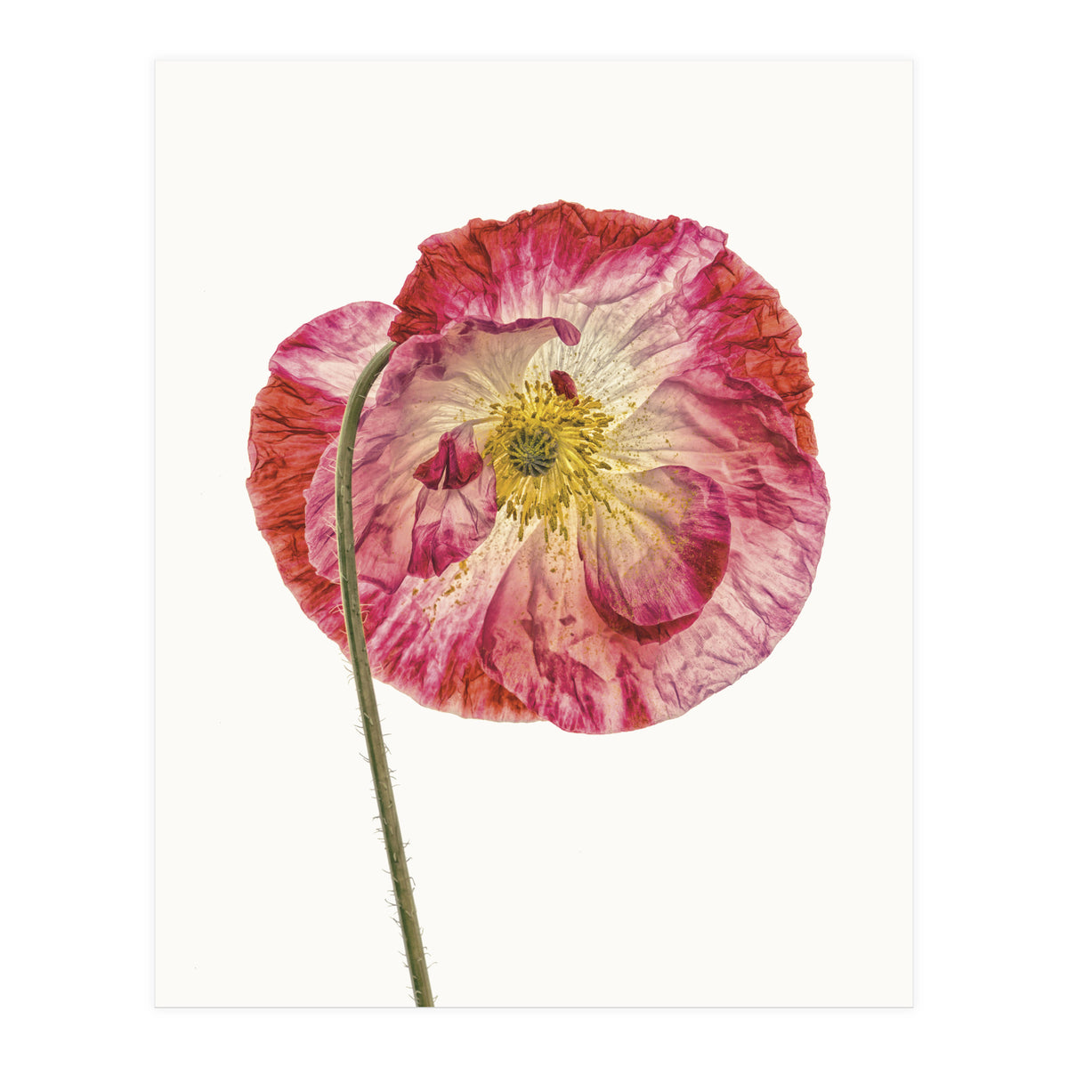 Cc Poppy 04 (Print Only)