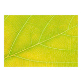 Autumn Leaf (Print Only) thumbnail