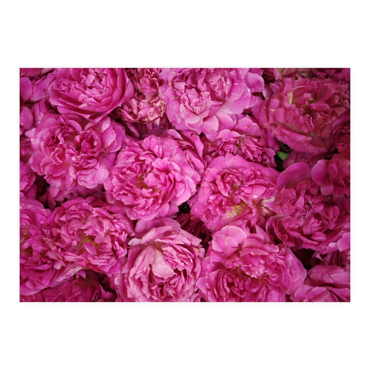 Rose Garden  (Print Only)