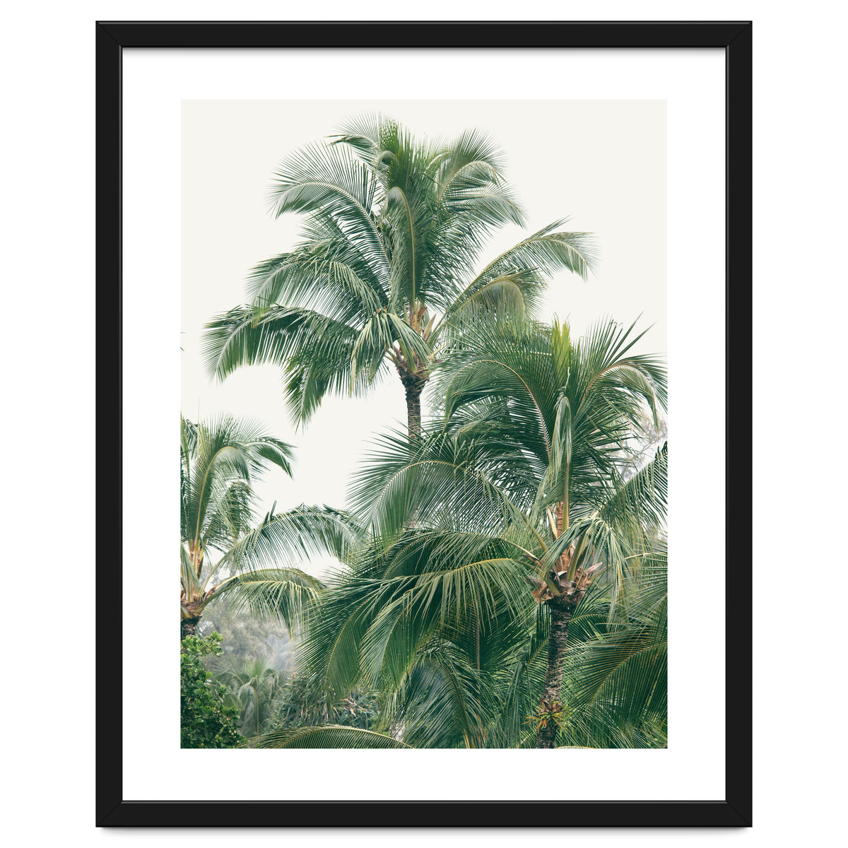 Lush Palm Trees