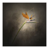 Graceful flower - Strelitzia | vintage style  (Print Only) thumbnail