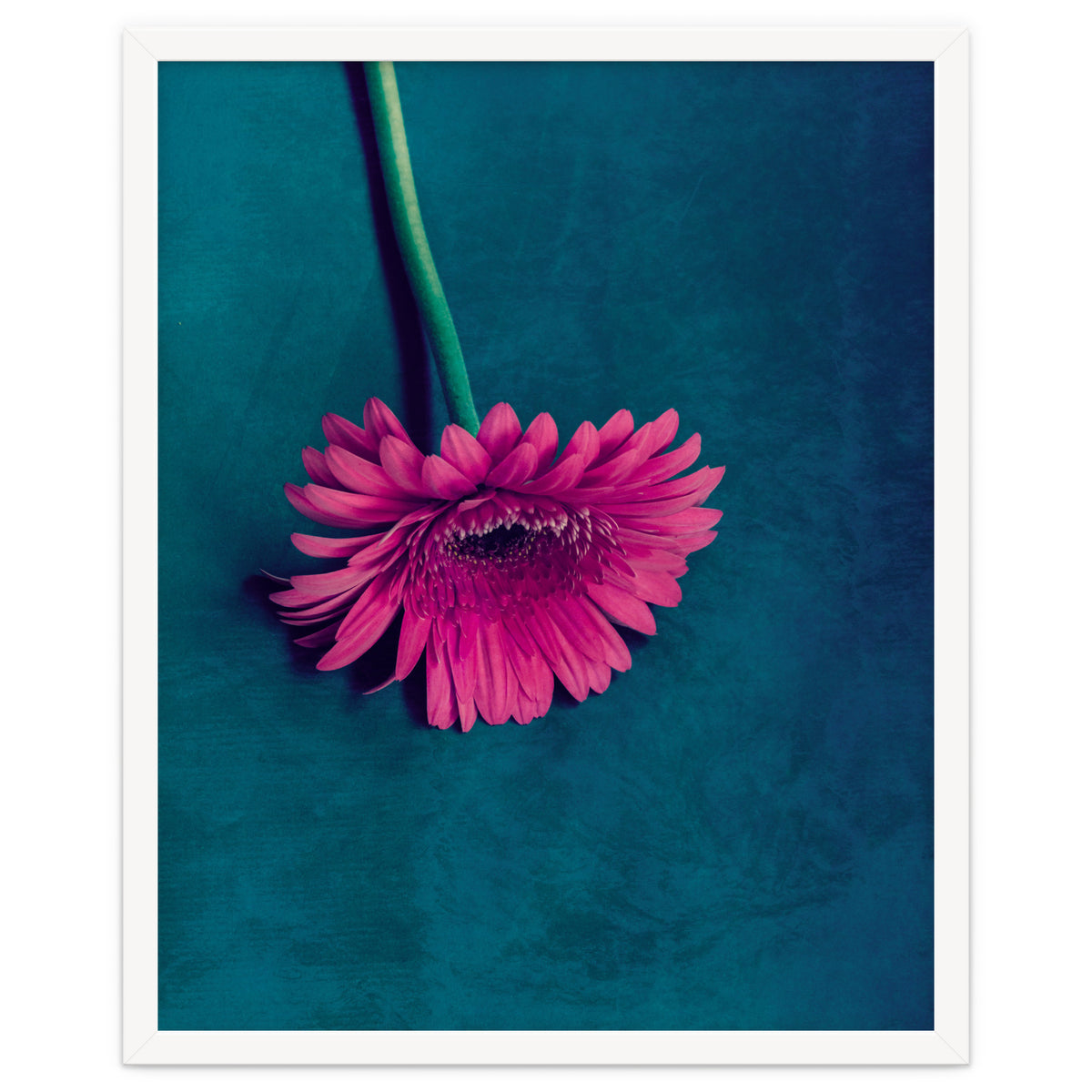 Gerbera for love