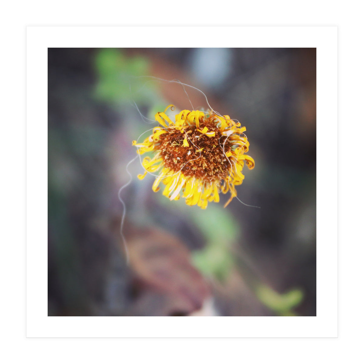 yellow daisy (Print Only)
