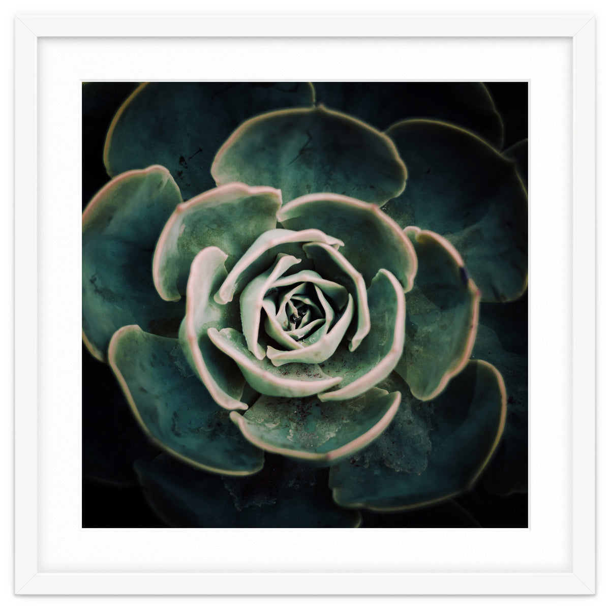DARKSIDE OF SUCCULENTS IV-A