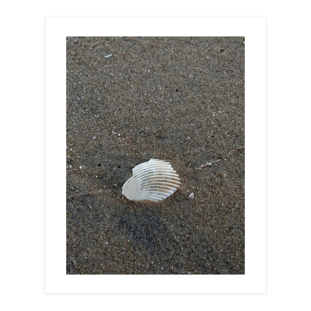 Shell in Sea Shore (Print Only)