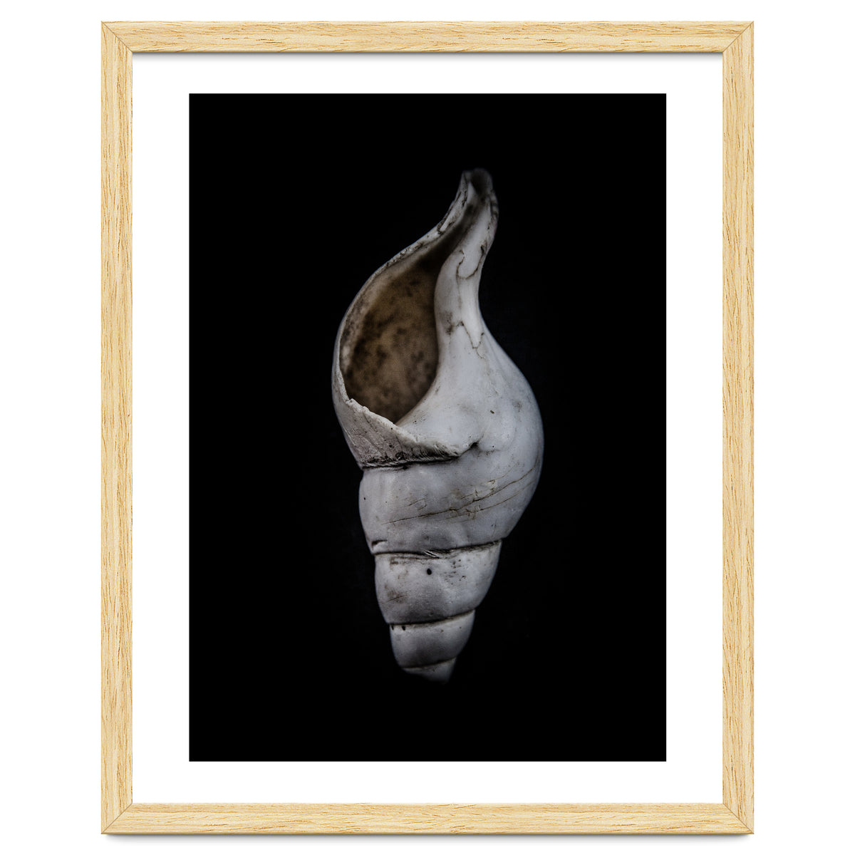 Shells No 12 Color Version