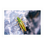 Acid Green (Print Only) thumbnail
