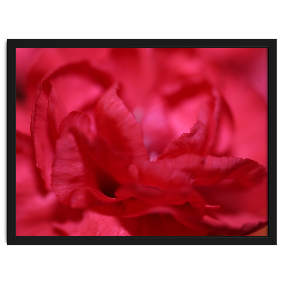Red Peony