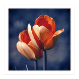 Tulips Flowers (Print Only) thumbnail