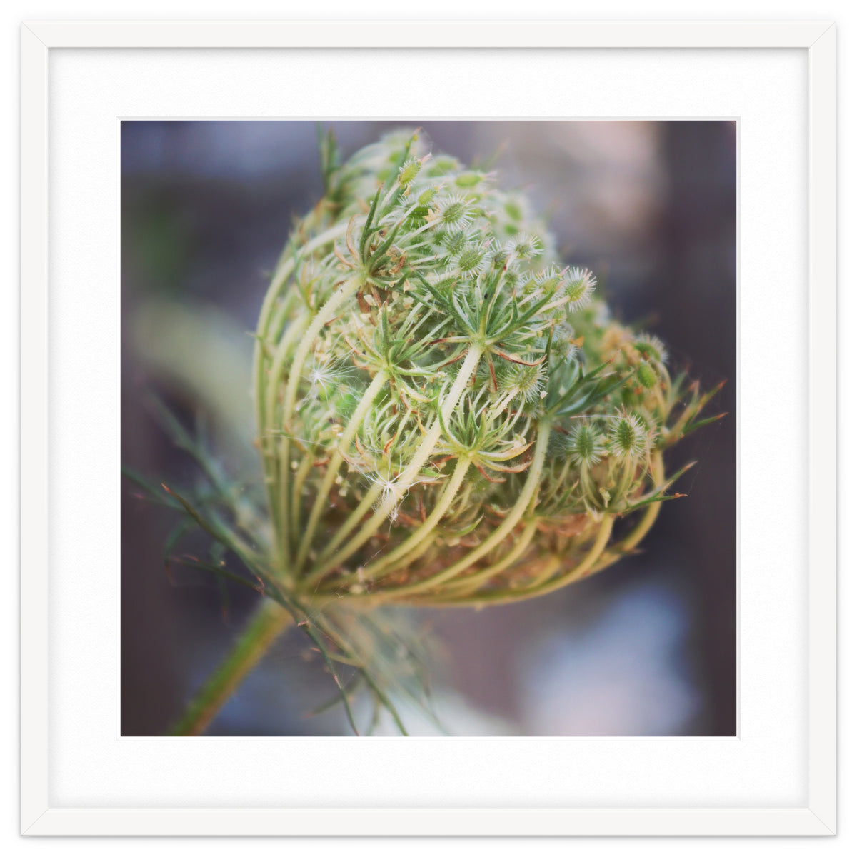 Seed head