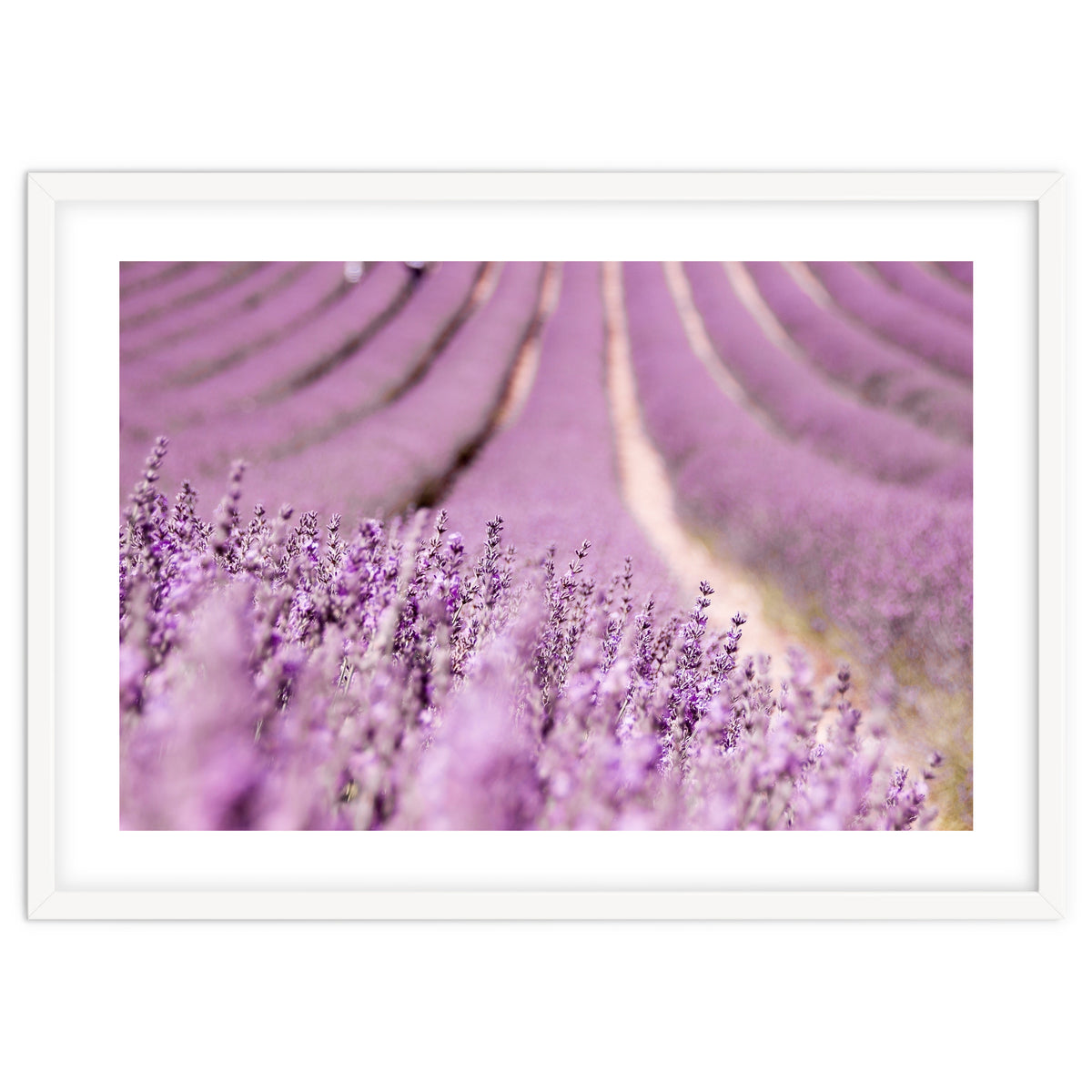 Lavender Happiness