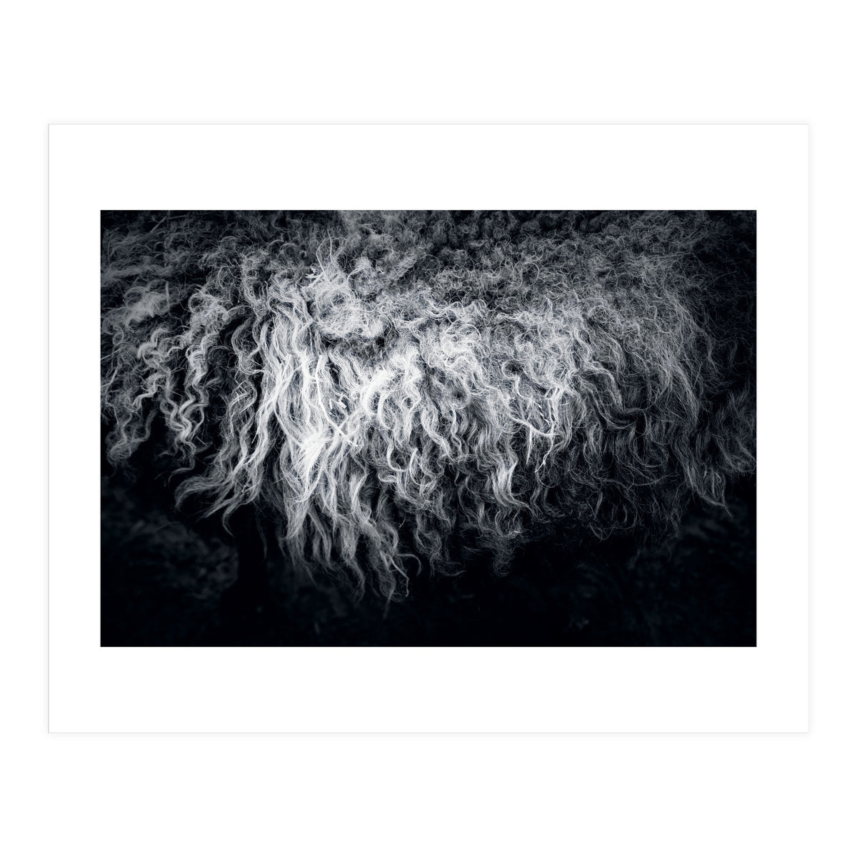 the sheep (Print Only)