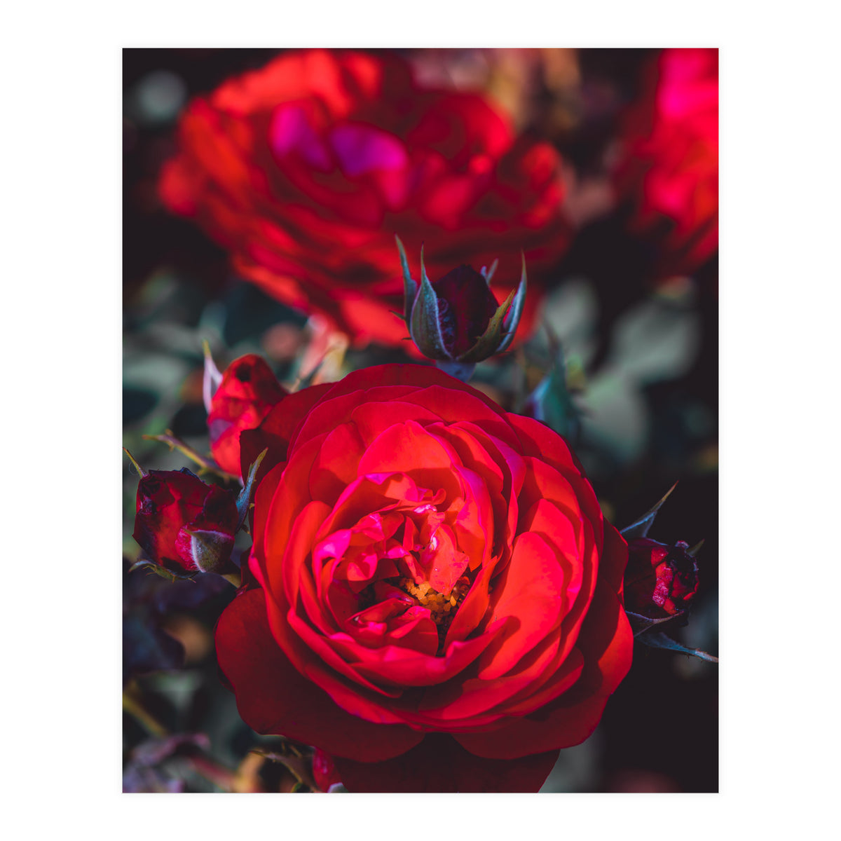 Dark Red (Print Only)