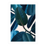 Ficus Elastica 2 (Print Only) thumbnail