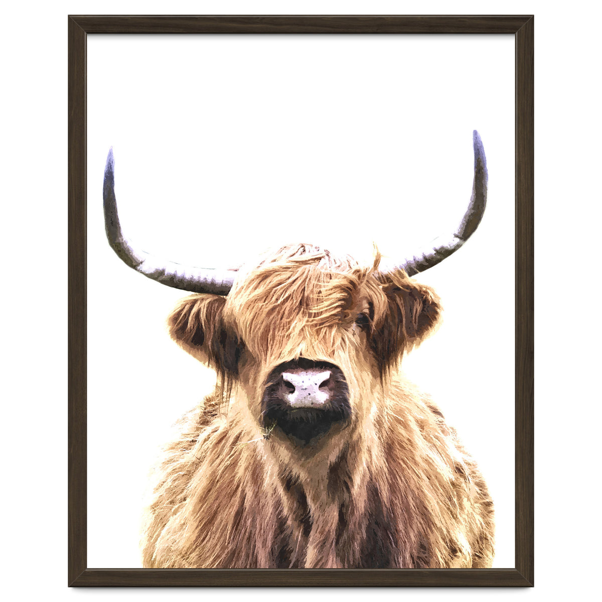 Highland Cow Portrait