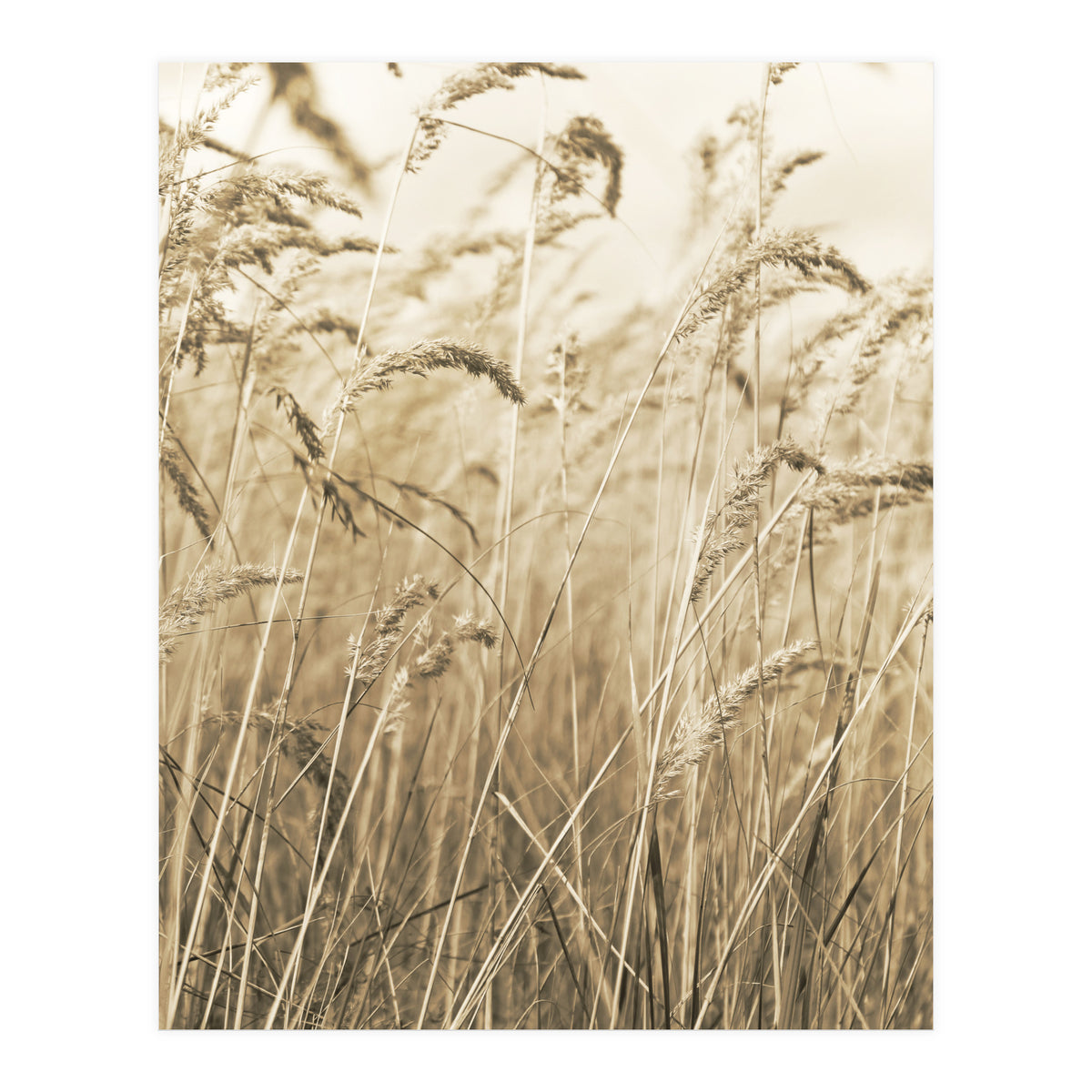 Grass (Print Only)