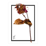 Flower 1 (Print Only) thumbnail