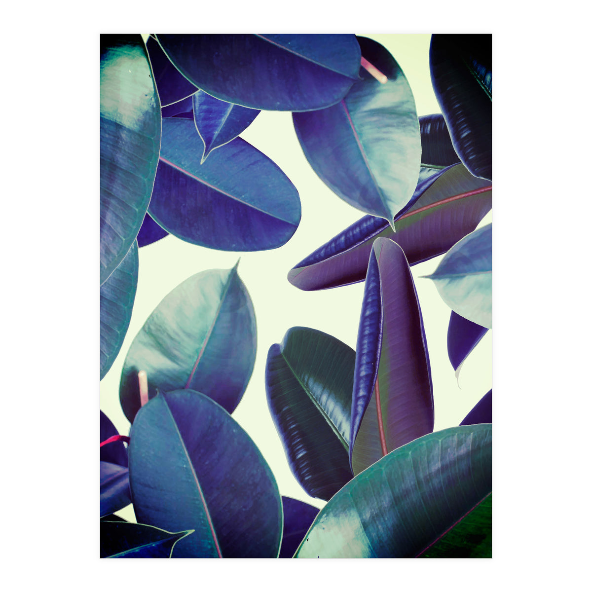 Elastica Amaro (Print Only)