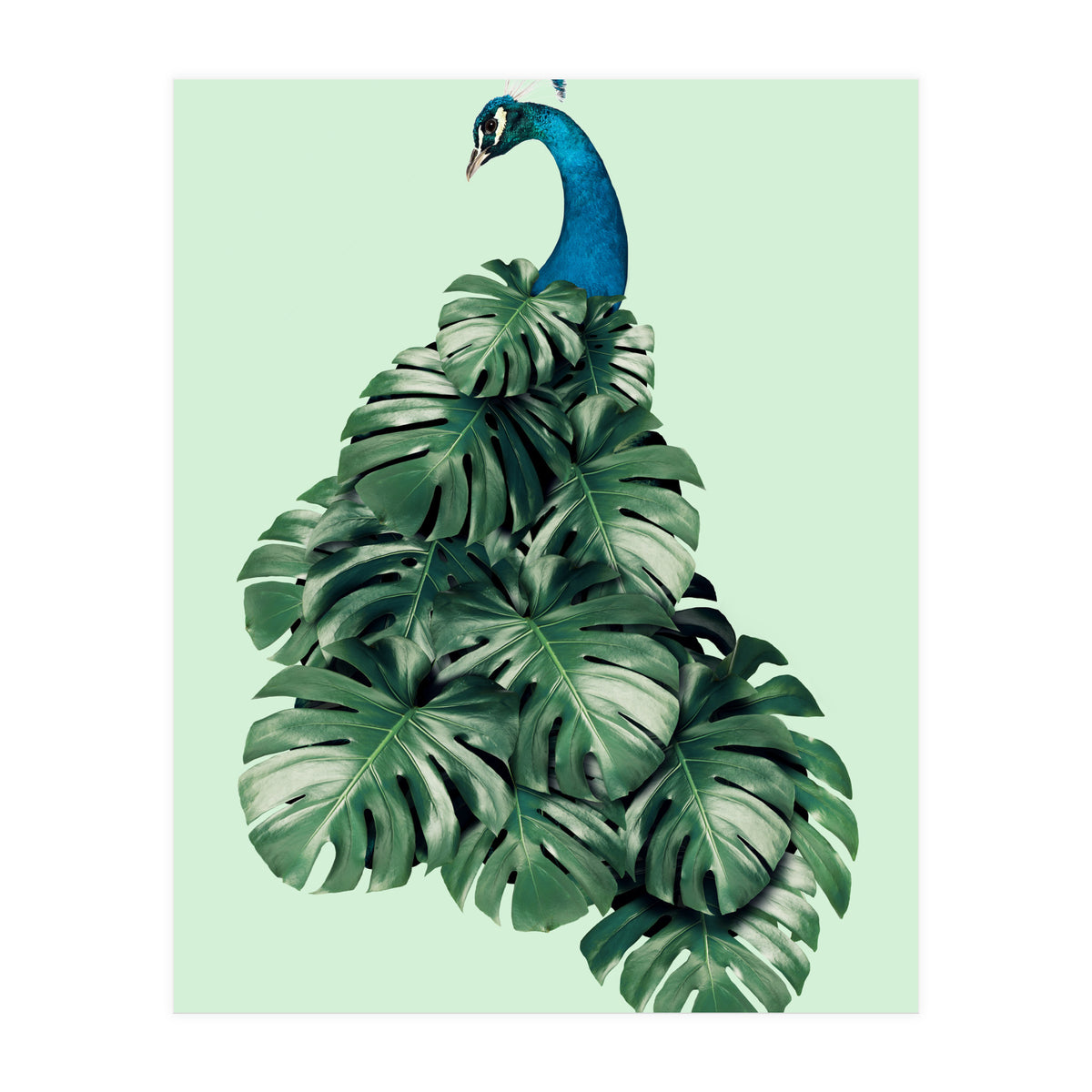 Monstera Bird (Print Only)