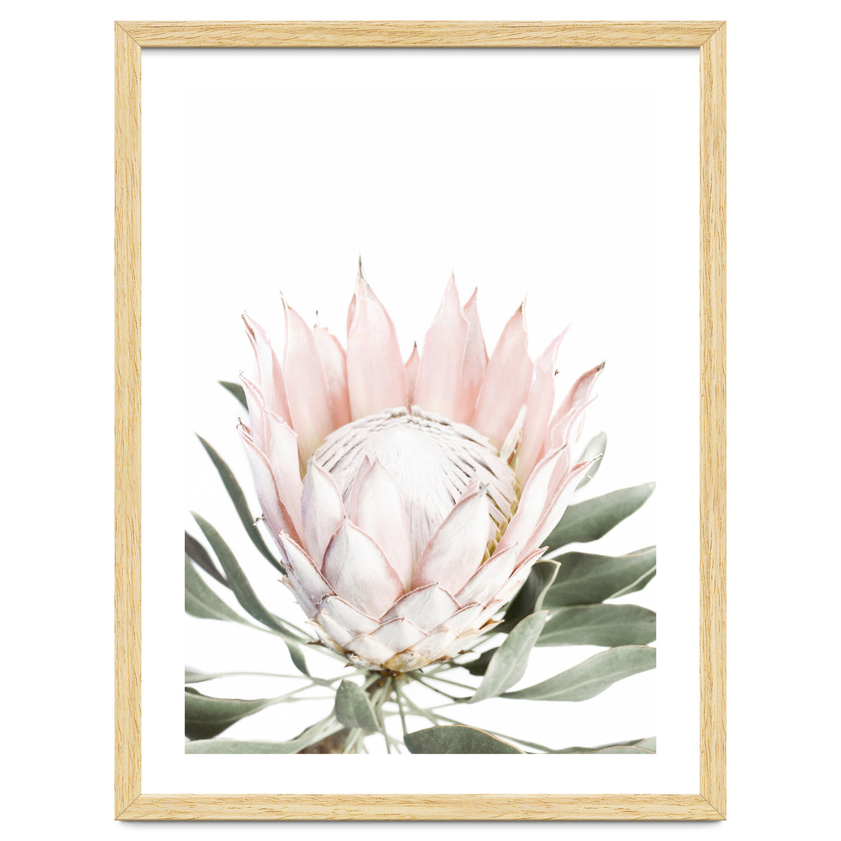 Blush Protea Flower