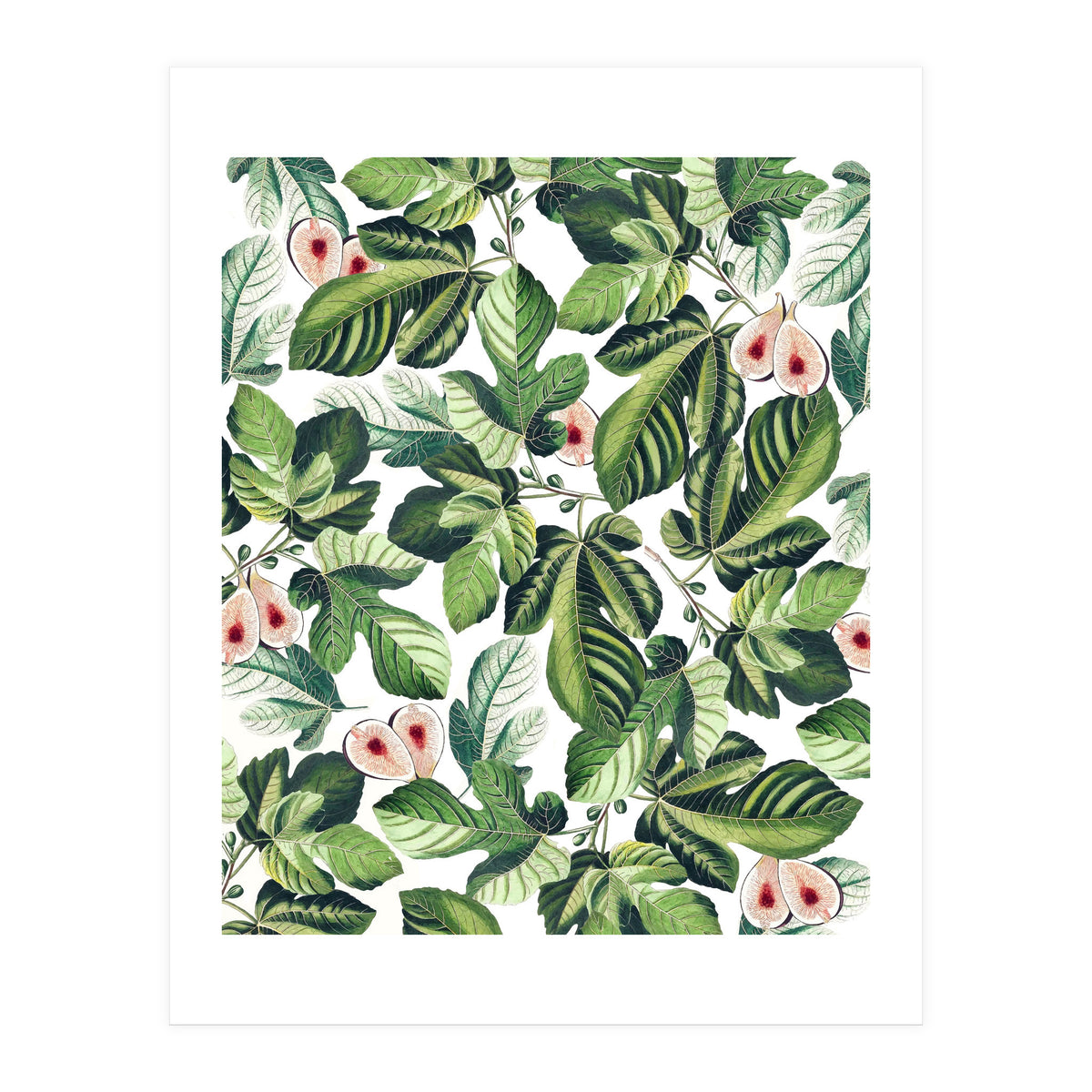Fig Garden (Print Only)