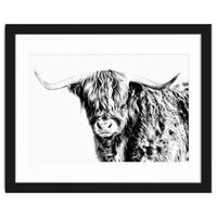 Highland bull