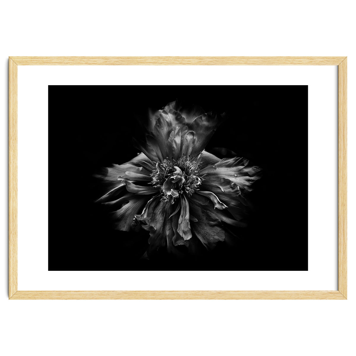 Backyard Flowers In Black And White No 49