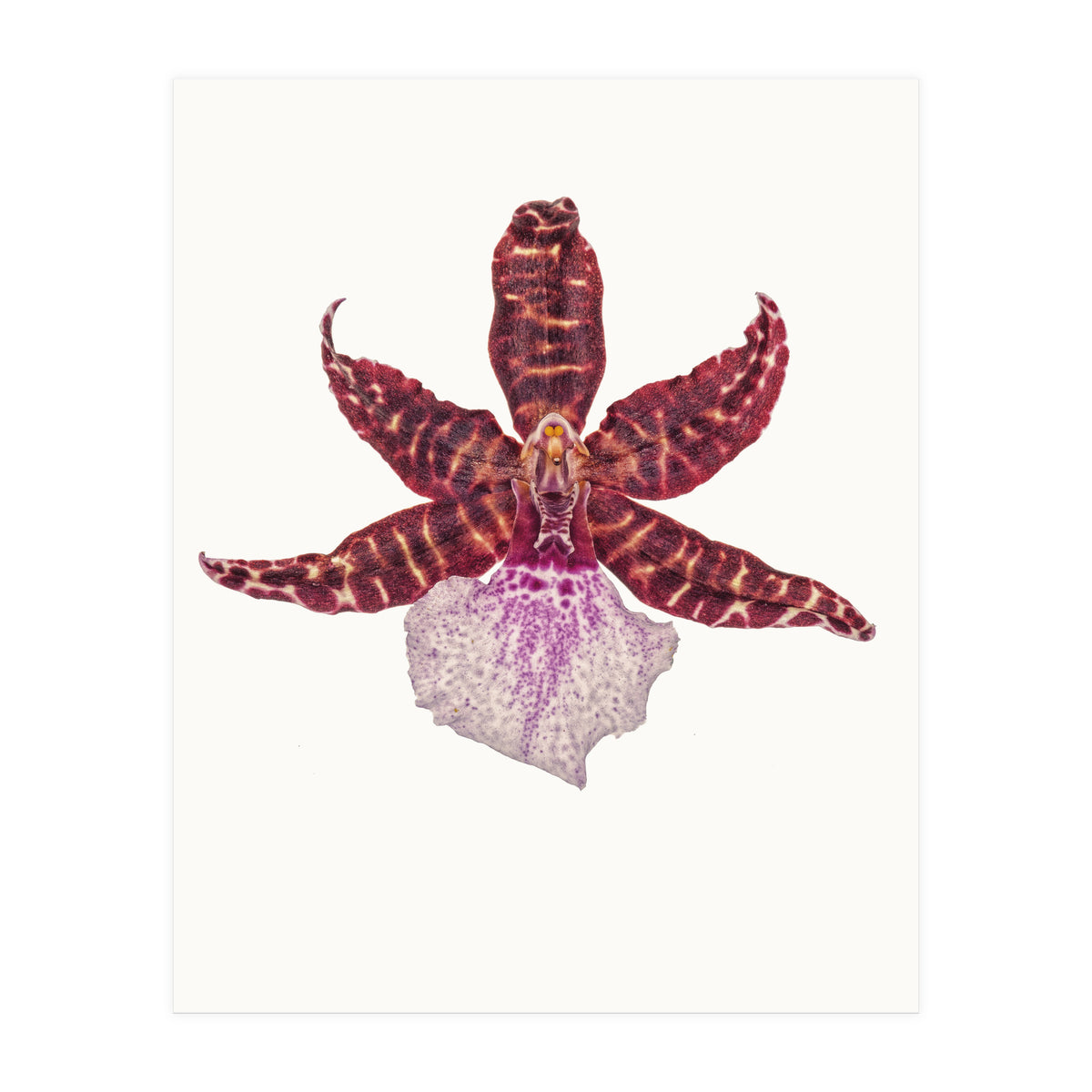 Cc Flower 05 (Print Only)