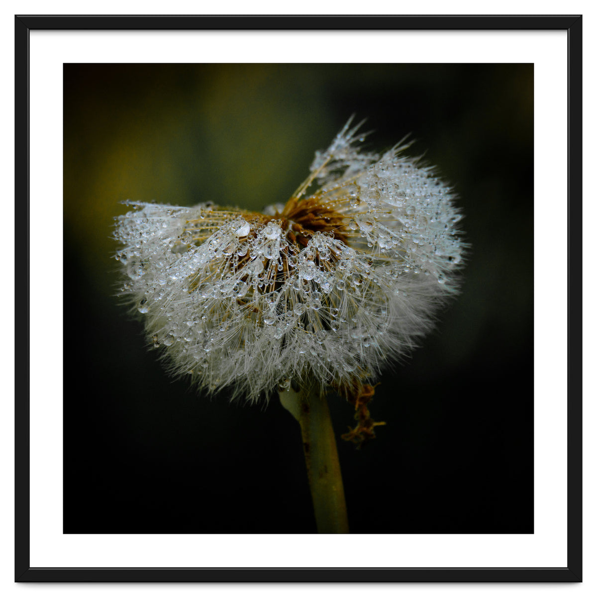 Dandelion with Raindrops