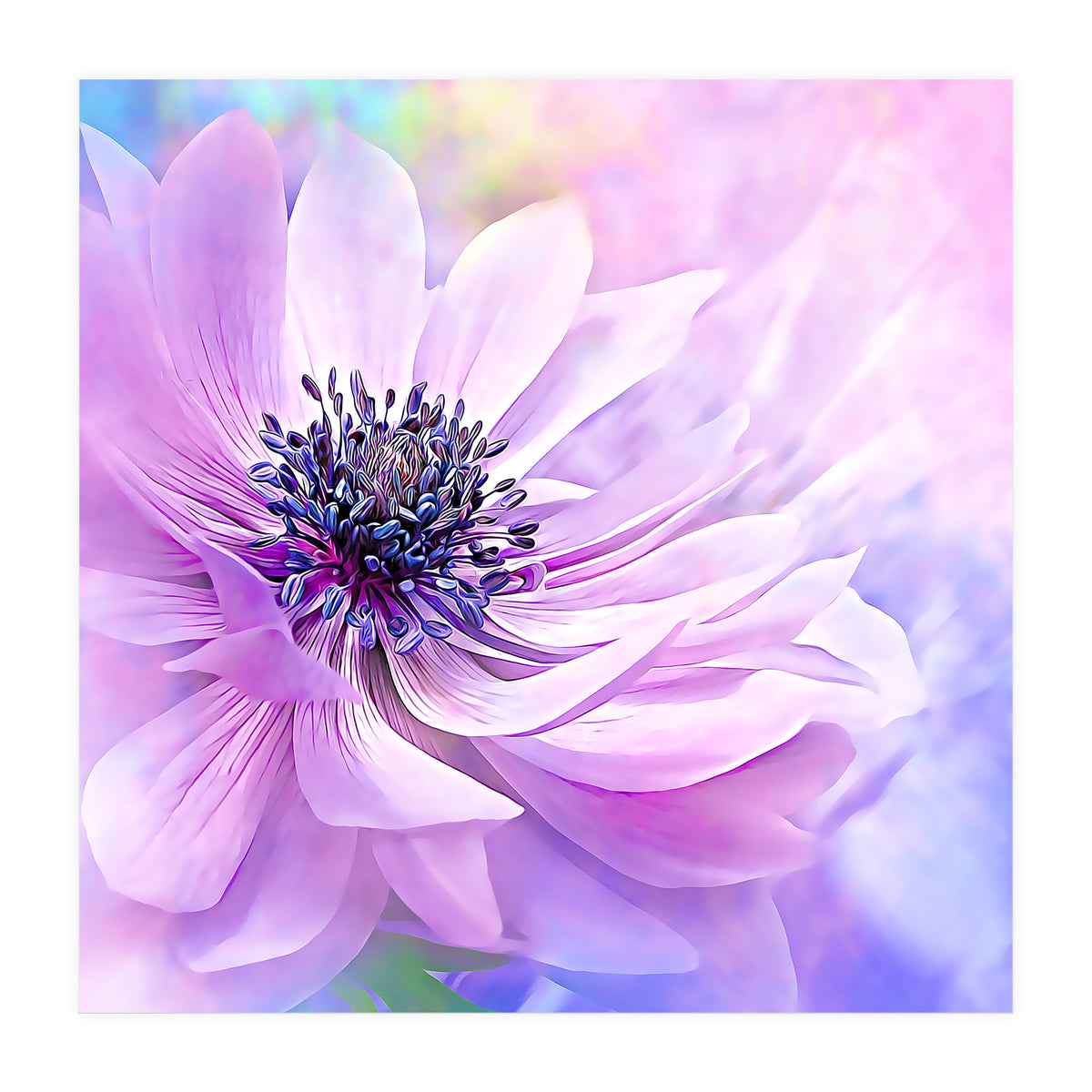 Wispy Purple Anemone (Print Only)