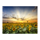 Sunflower field in the evening  (Print Only) thumbnail
