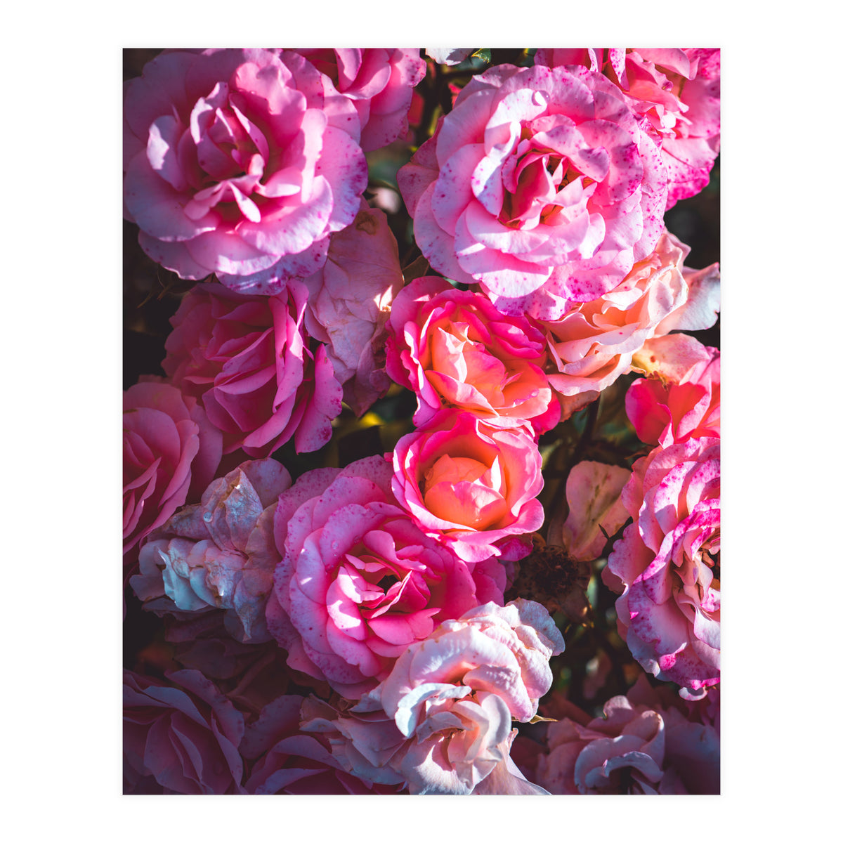 Rose Flowers  (Print Only)