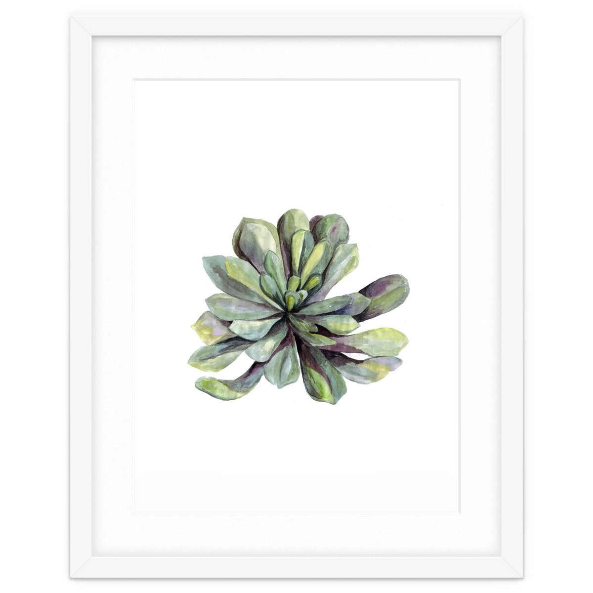Botanical Illustration Succulent
