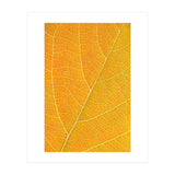 Autumn Leaf (Print Only) thumbnail