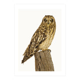 Cc Birds 01 (Print Only) thumbnail