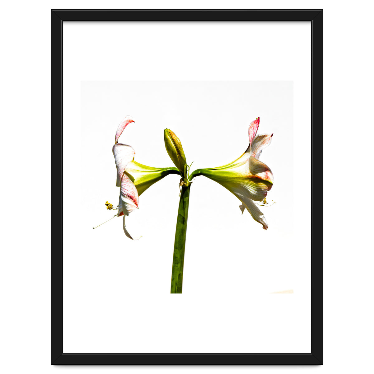 Amaryllis 3
