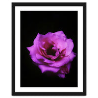 Closeup Pink Rose