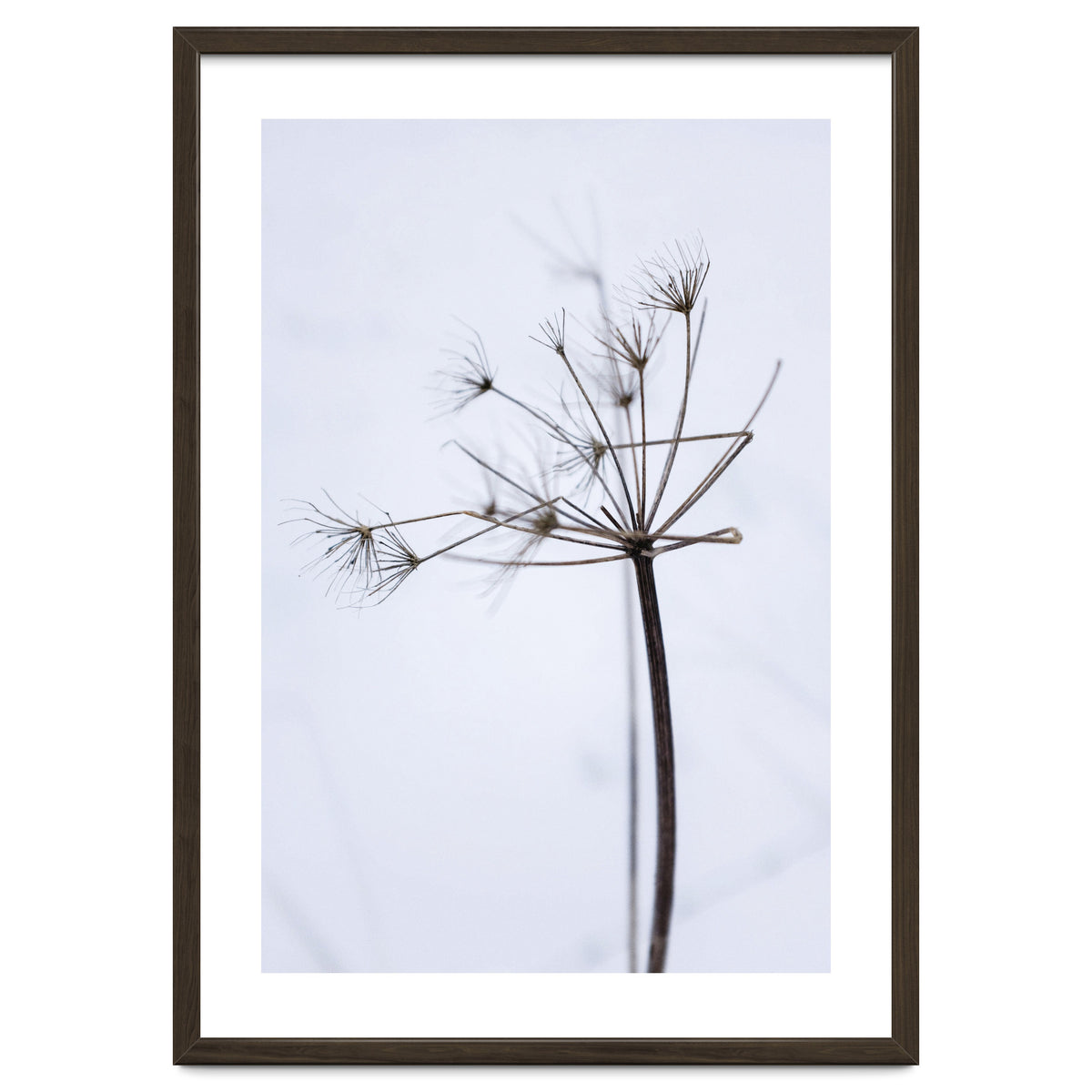 Wildflower in Winter