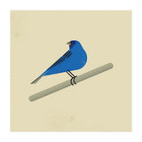 Indigo Bunting  (Print Only) thumbnail