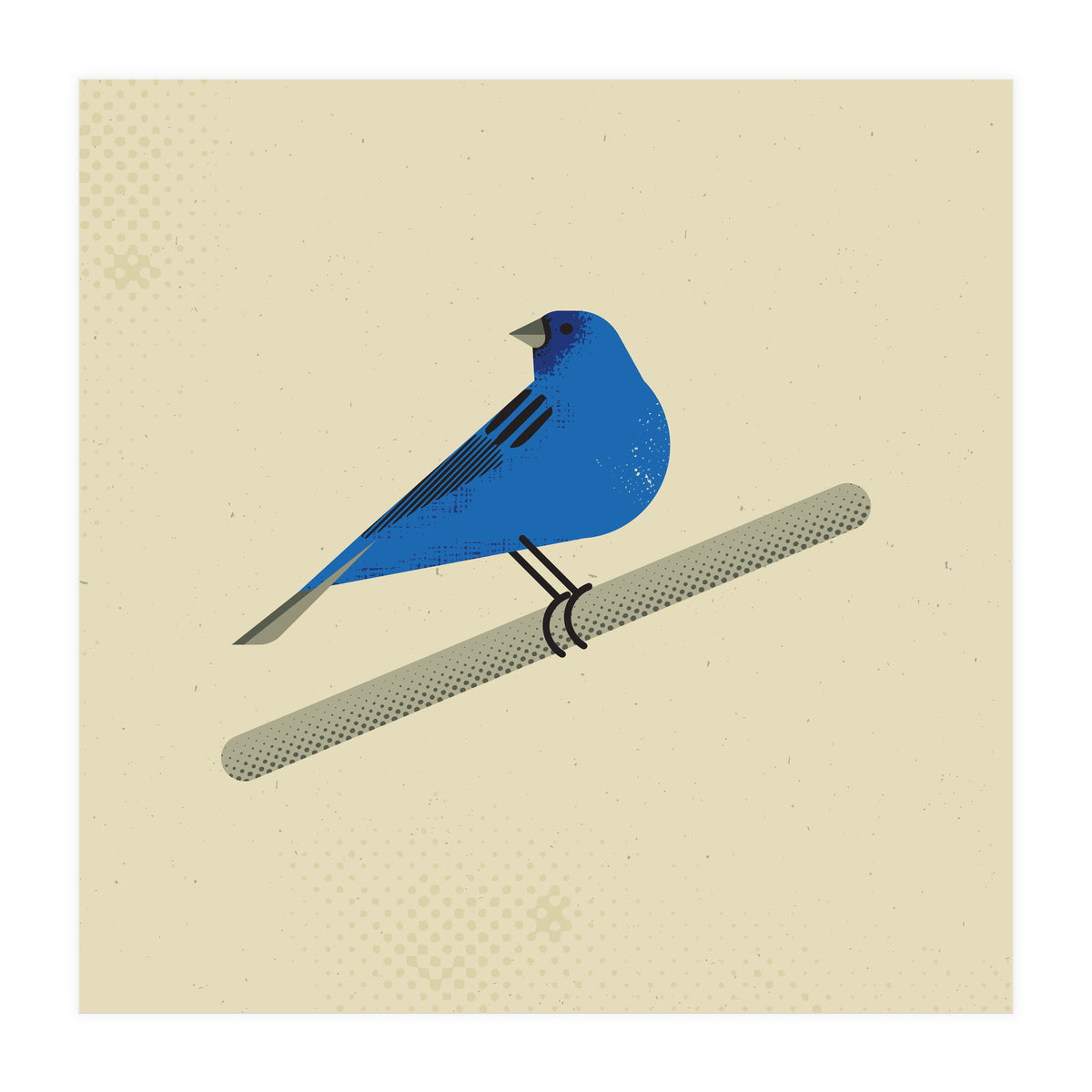Indigo Bunting  (Print Only)