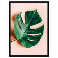 Monstera Shadow