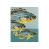 Fish Classic Designs 12 (Print Only) thumbnail