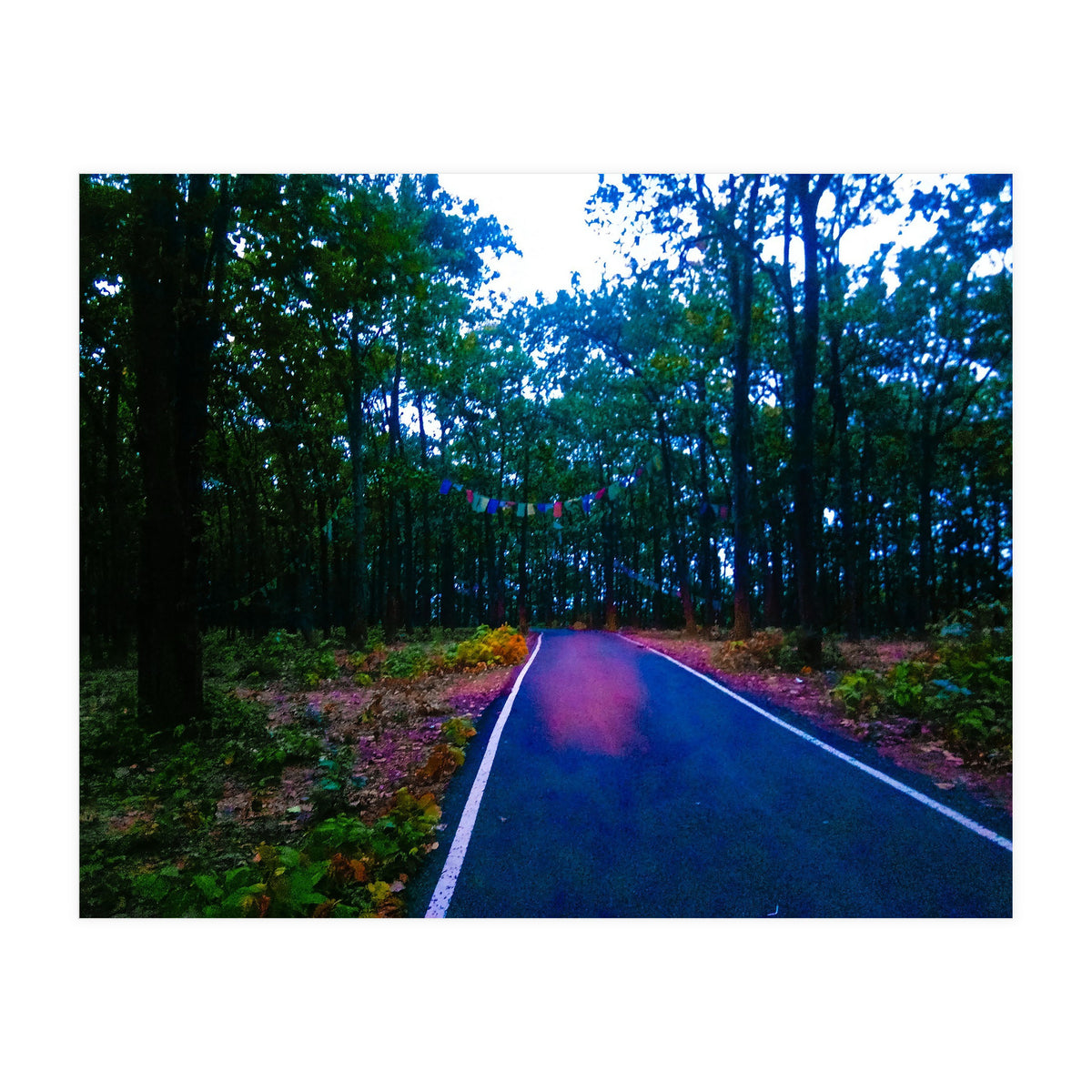 Into The Wild (Print Only)