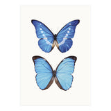 Cc Butterflies 05 (Print Only) thumbnail